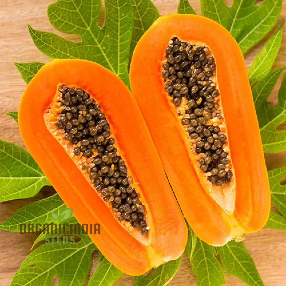 Carica Papaya Seeds For Gardening | Premium Quality Online