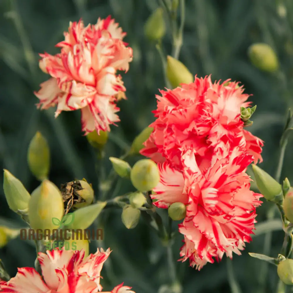 Carnation Caryophyllus Orange Sherbet Seeds - Grow Vibrant Carnations In Your Garden