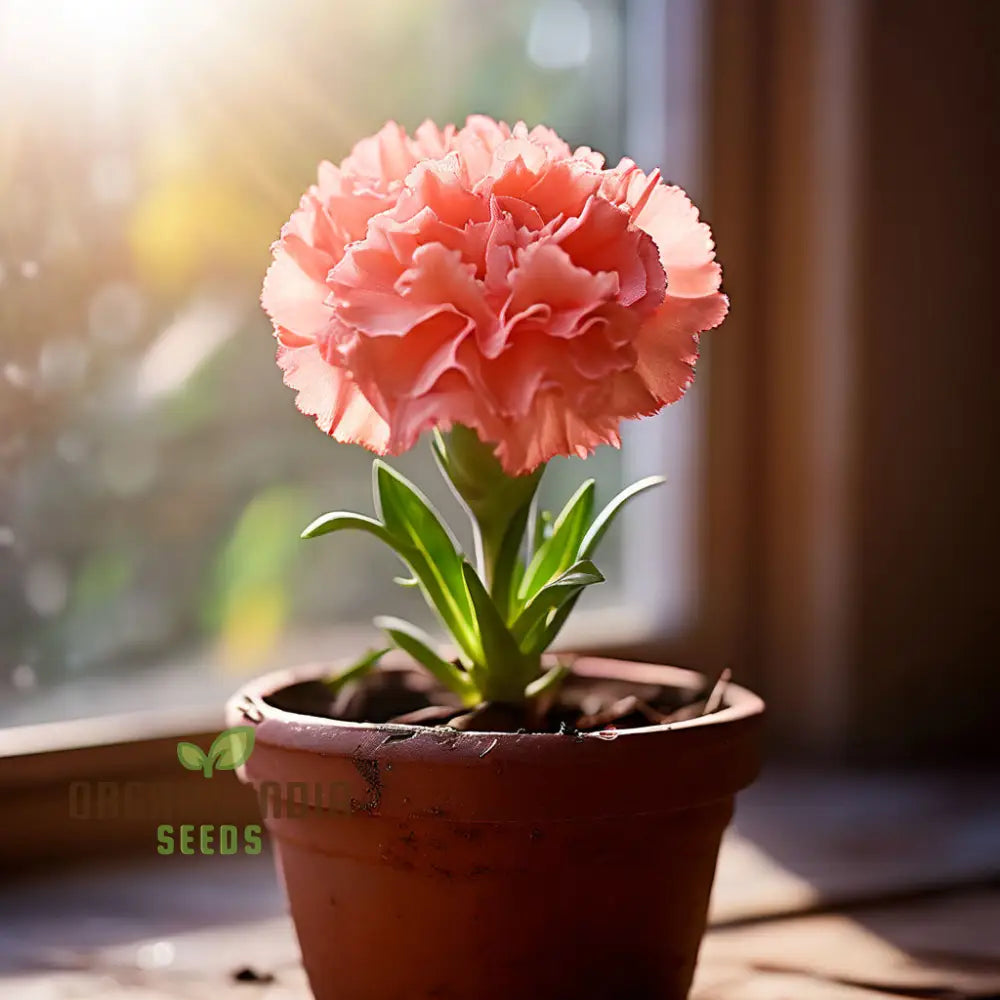 Carnation Flower Seeds Classic Blooms For Timeless Garden Elegance - Premium Planting And Gardening