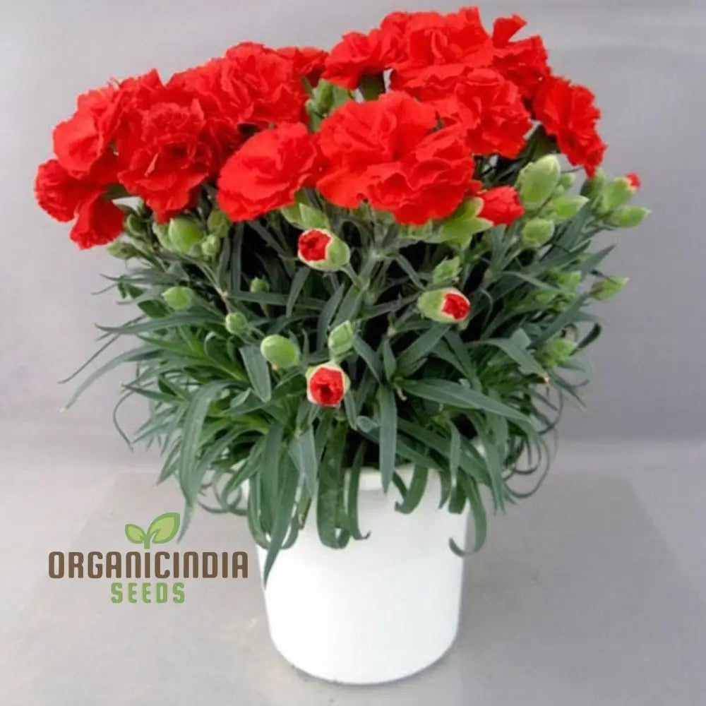 Carnation Giant Mixed Flower Seeds For Successful Planting And Gardening