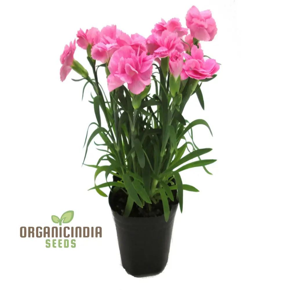 Carnation Giant Mixed Flower Seeds For Successful Planting And Gardening