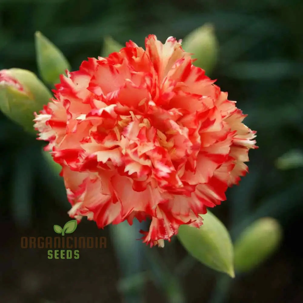 Carnation Giant Mixed Flower Seeds For Successful Planting And Gardening