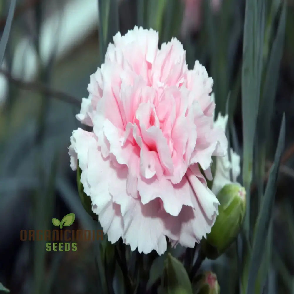 Carnation Giant Mixed Flower Seeds For Successful Planting And Gardening