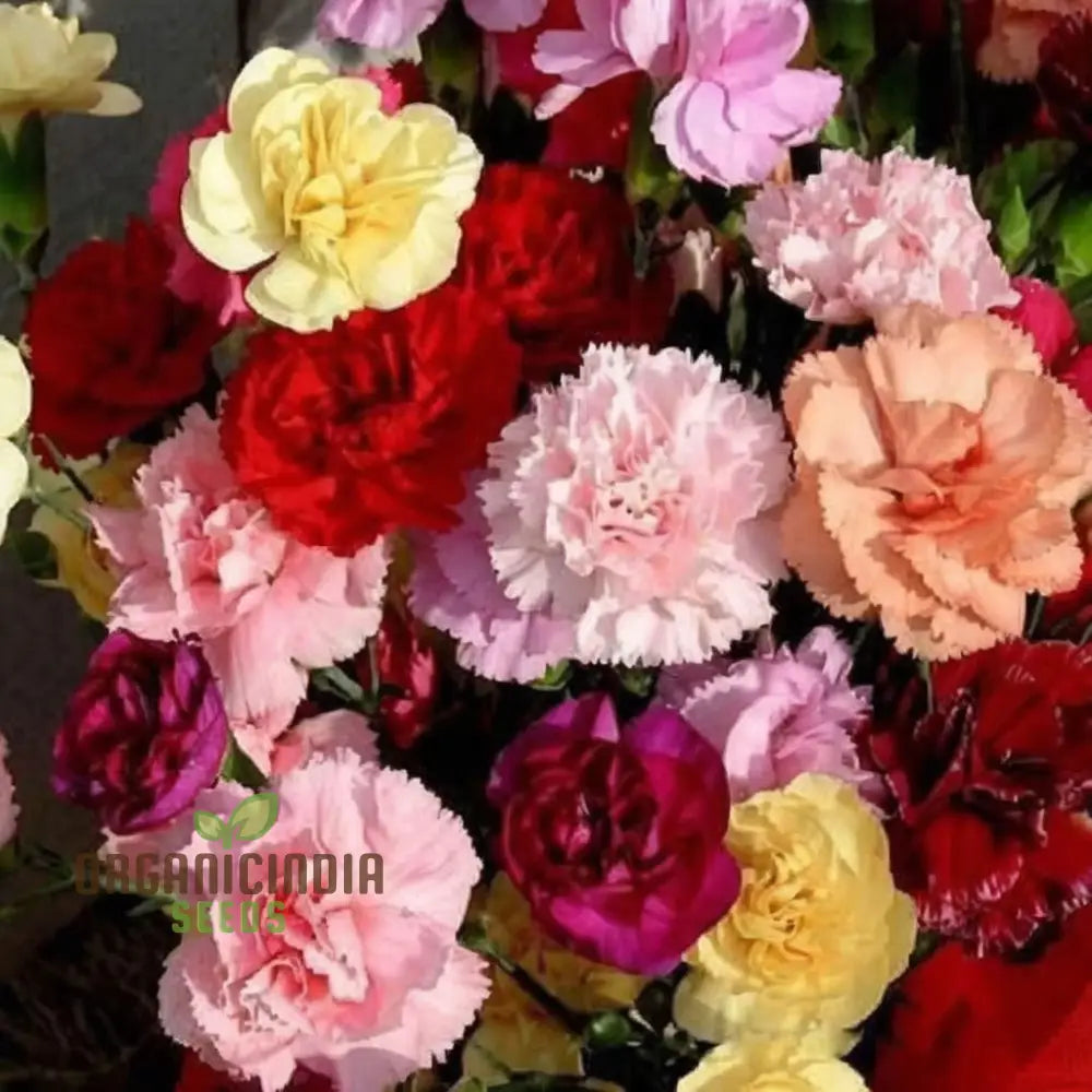 Carnation Giant Mixed Flower Seeds For Successful Planting And Gardening