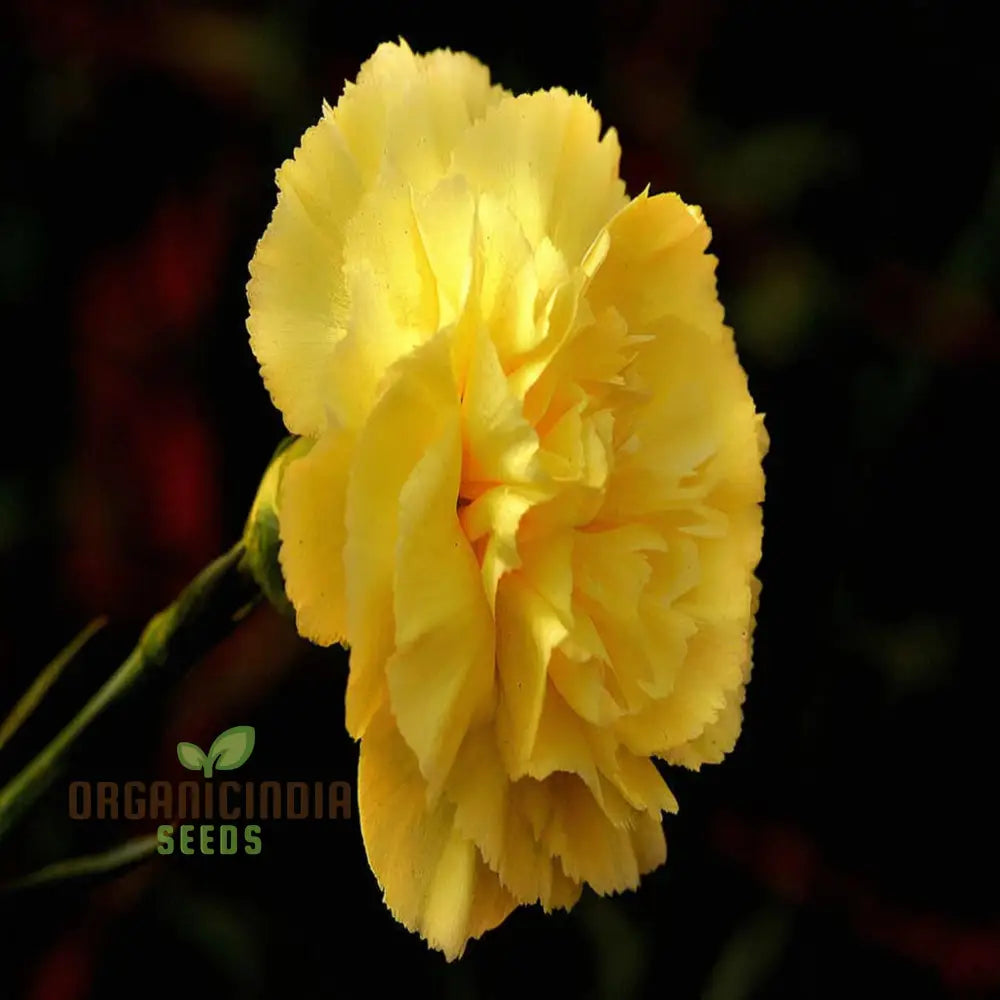 Carnation Giant Mixed Flower Seeds For Successful Planting And Gardening