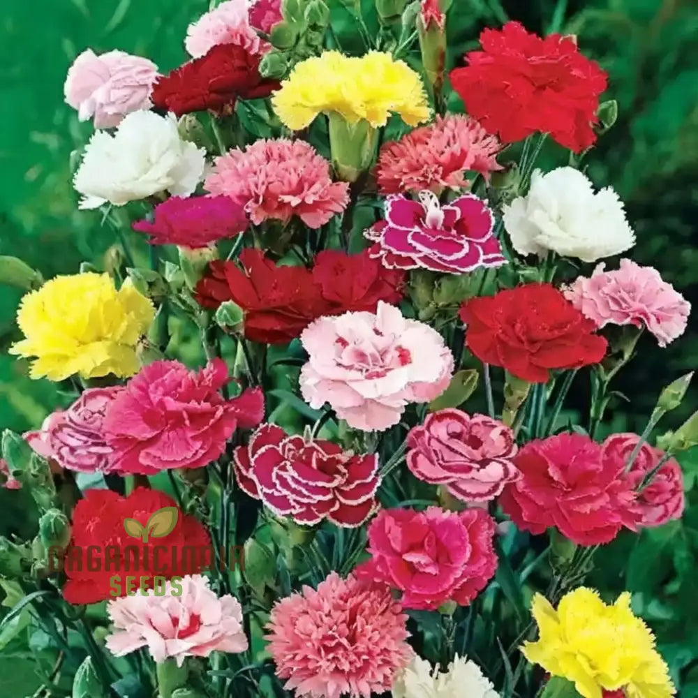 Carnation Giant Mixed Flower Seeds For Successful Planting And Gardening