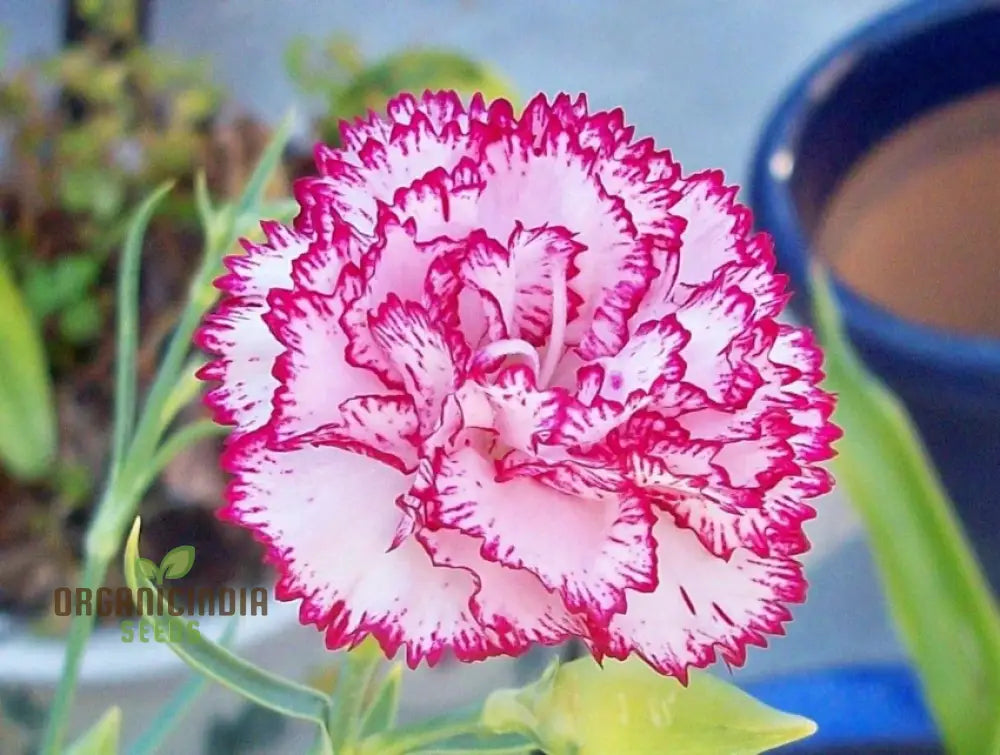 Carnation Seeds – Dianthus Caryophyllus (100 Pcs) Flower Seeds