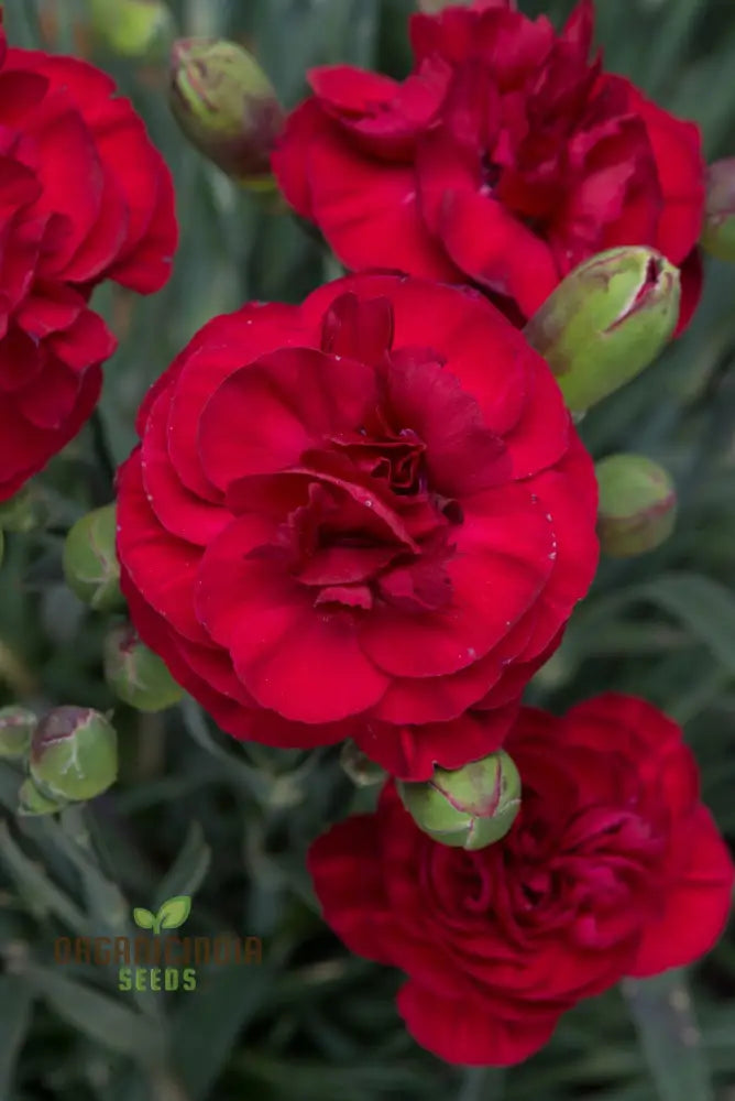 Carnation Seeds – Dianthus Caryophyllus (100 Pcs) Flower Seeds