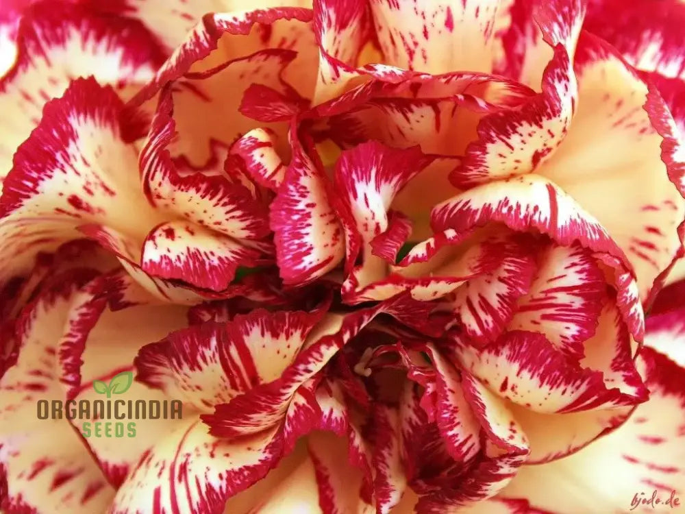 Carnation Seeds – Dianthus Caryophyllus (100 Pcs) Flower Seeds