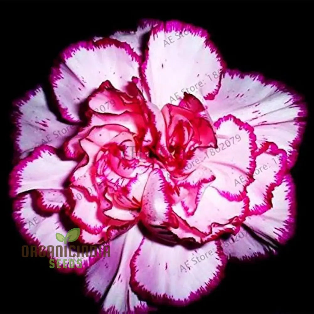 Carnation Seeds – Dianthus Caryophyllus (100 Pcs) Flower Seeds