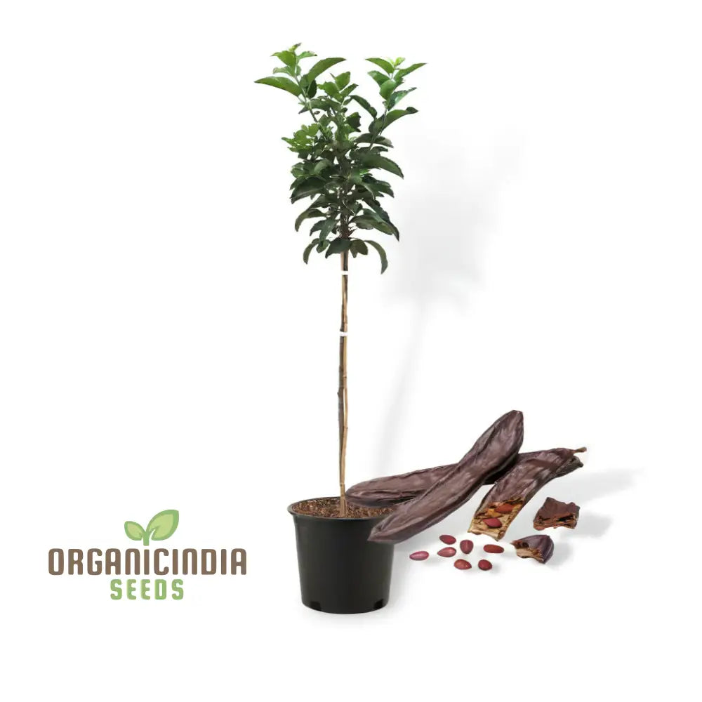 Carob Tree Seeds - Grow Your Own Shade-Giving And Nutritious Premium Flower For Sustainable