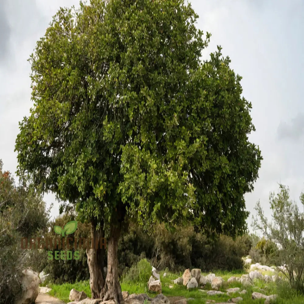 Carob Tree Seeds - Grow Your Own Shade-Giving And Nutritious Premium Flower For Sustainable