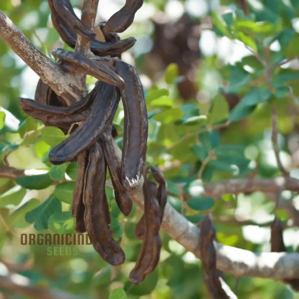 Carob Tree Seeds - Grow Your Own Shade-Giving And Nutritious Premium Flower For Sustainable