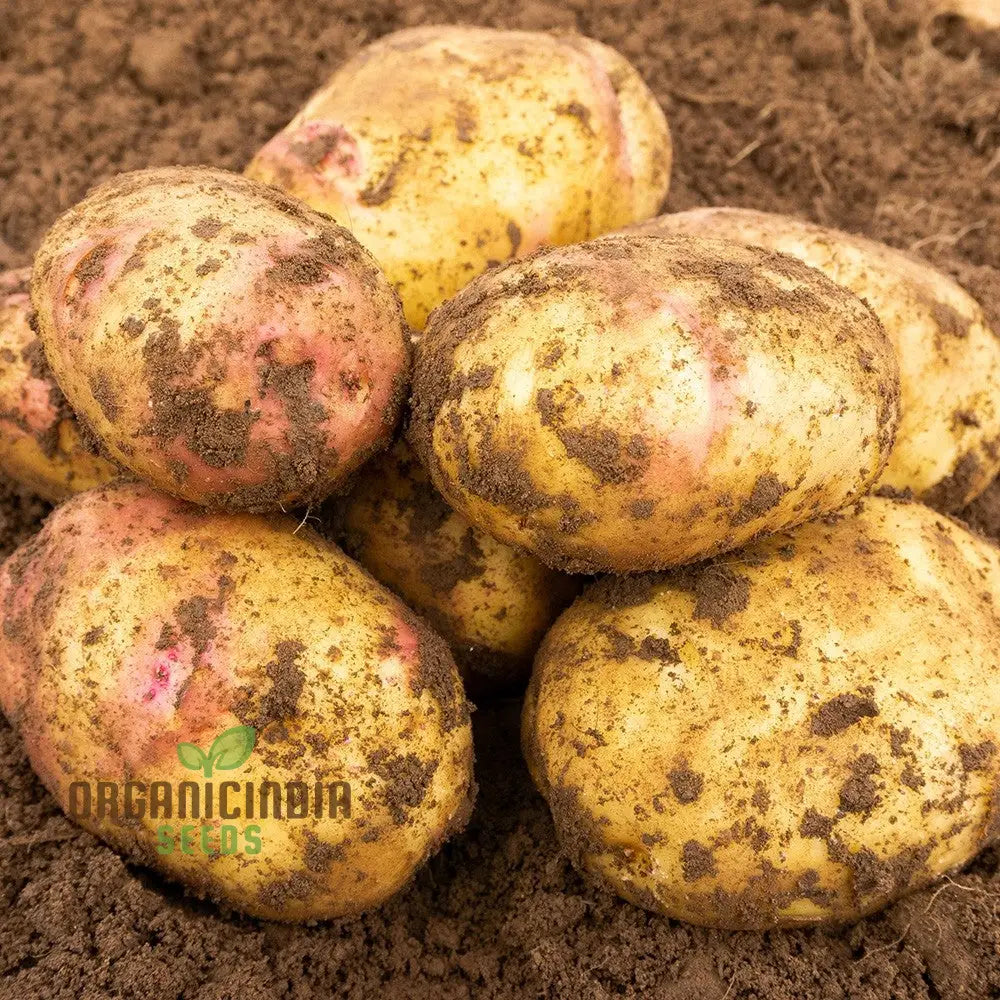 Carolus Potatoes Vegetable Seeds Heirloom Variety For Home Gardening High Yield Easy To Grow Seeds