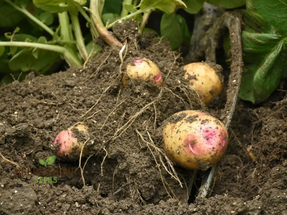 Carolus Potatoes Vegetable Seeds Heirloom Variety For Home Gardening High Yield Easy To Grow Seeds