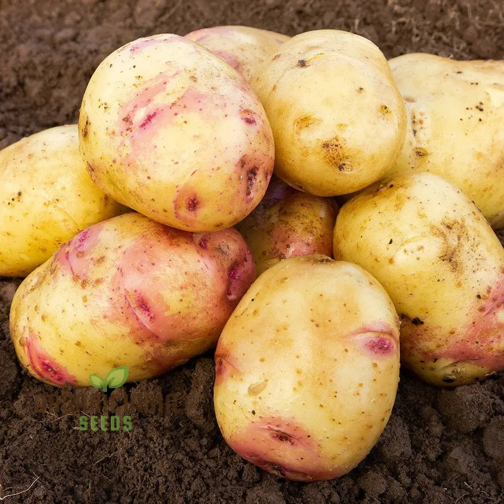 Carolus Potatoes Vegetable Seeds Heirloom Variety For Home Gardening High Yield Easy To Grow Seeds