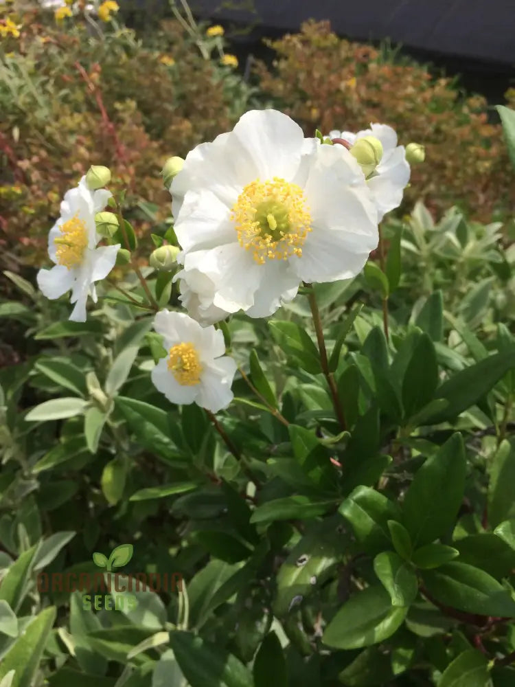 Carpenteria Californica Flower Seeds For Planting Premium Quality Gardening Seeds