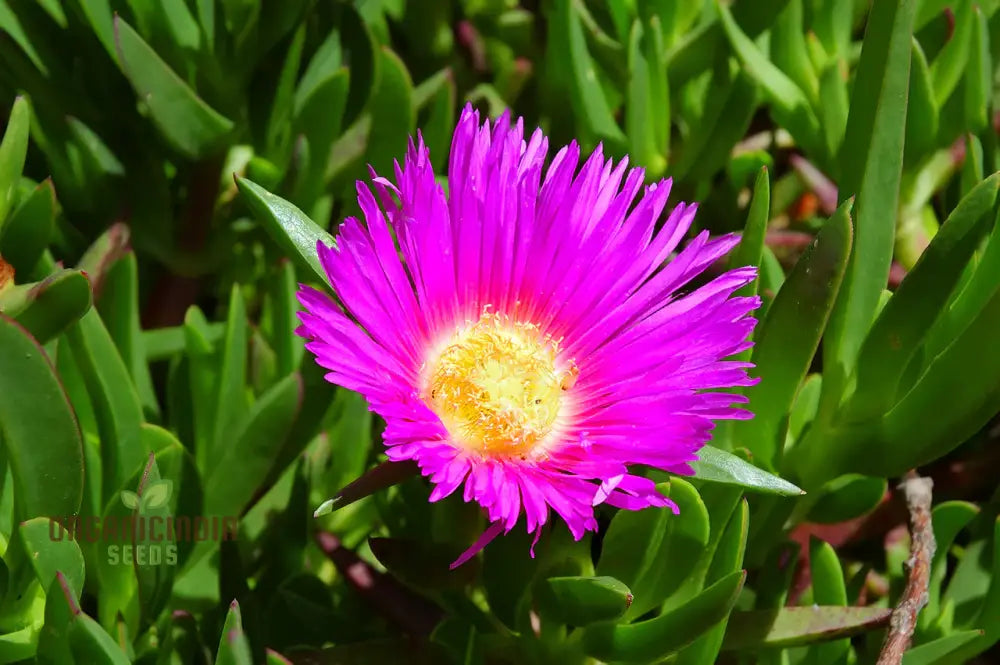 Carpobrotus Rossii Flower Seeds For Planting Premium Quality Gardening Seeds