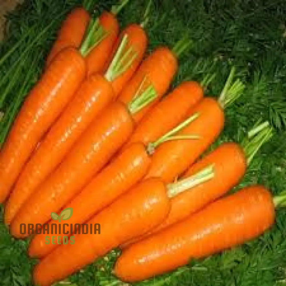 Carrot Atillio F1 Seeds | Premium Gardening For Your Garden