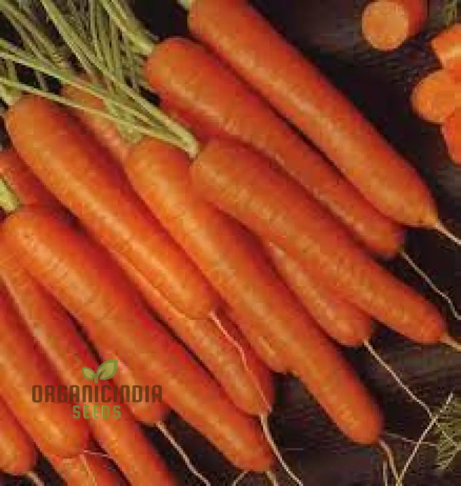 Carrot Atillio F1 Seeds | Premium Gardening For Your Garden