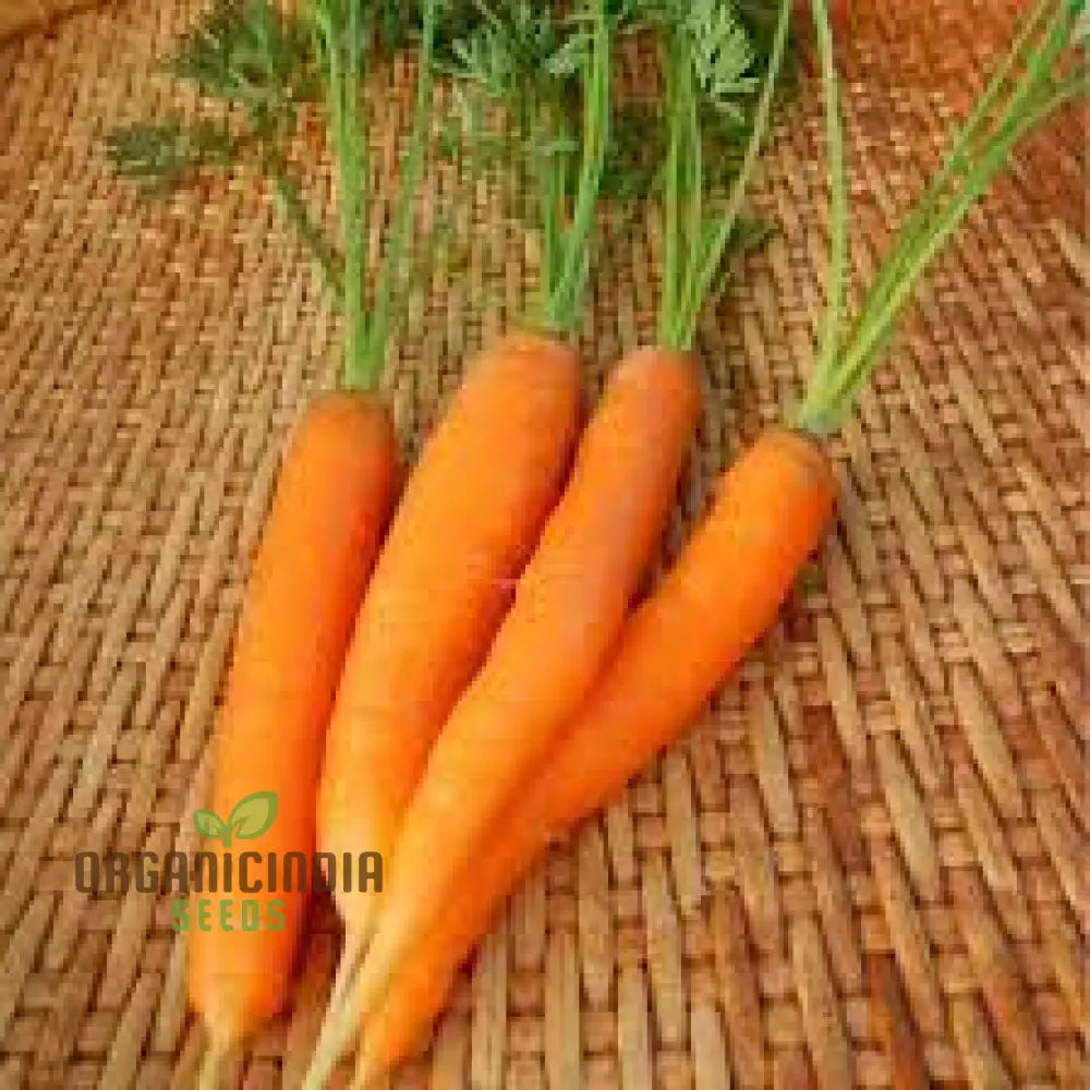 Carrot Atillio F1 Seeds | Premium Gardening For Your Garden