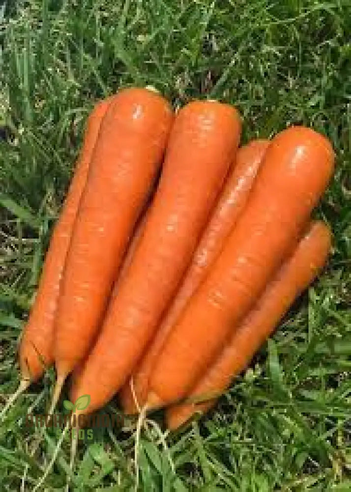 Carrot Atillio F1 Seeds | Premium Gardening For Your Garden