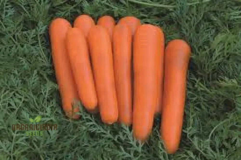 Carrot Atillio F1 Seeds | Premium Gardening For Your Garden