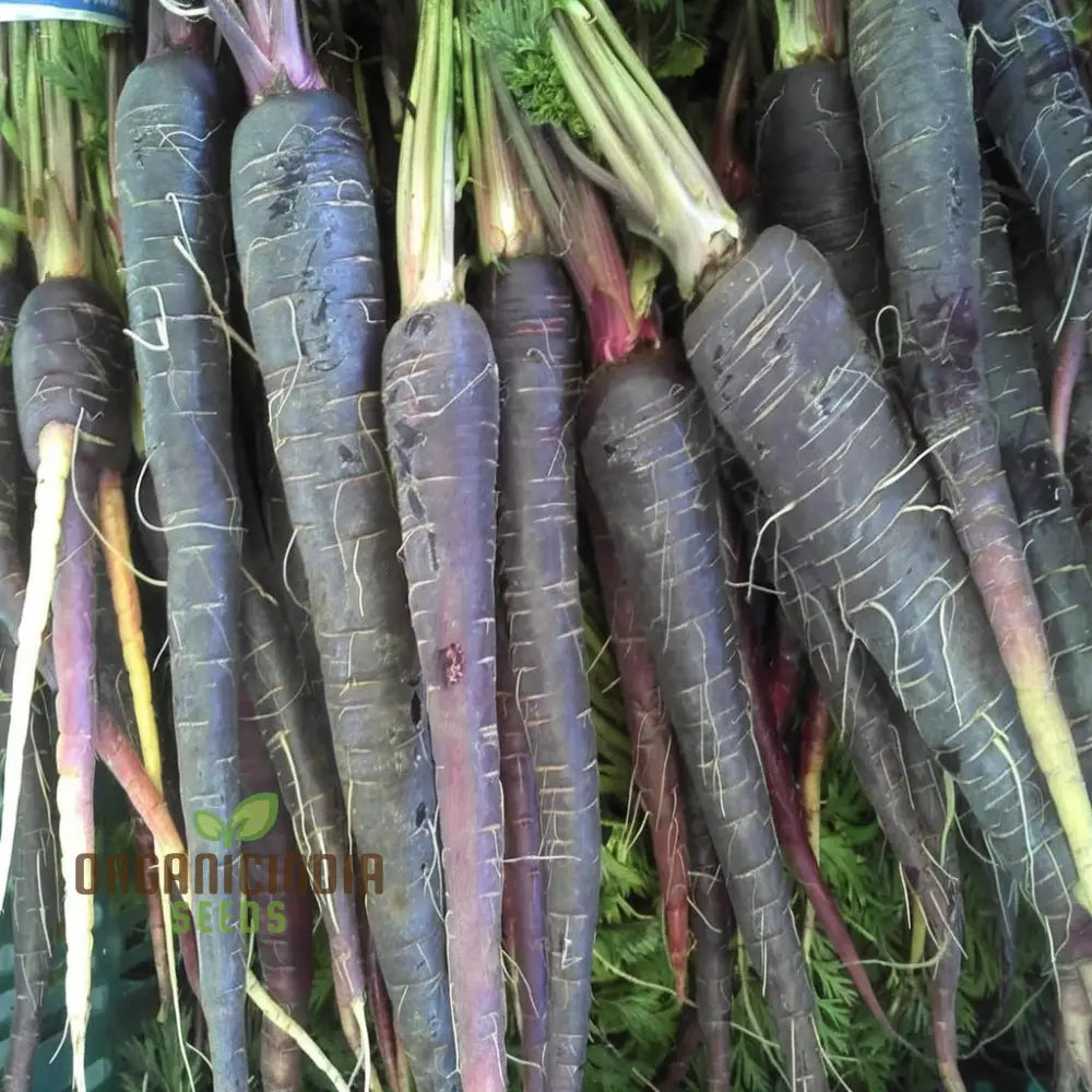 Carrot Black Wonder Vegetable Seeds: Comprehensive Planting And Gardening Guide For Stunning Blooms