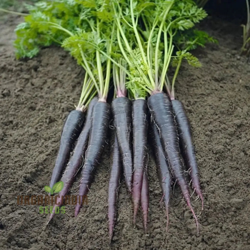 Carrot Black Wonder Vegetable Seeds: Comprehensive Planting And Gardening Guide For Stunning Blooms