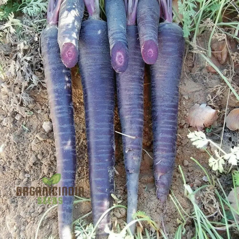 Carrot Black Wonder Vegetable Seeds: Comprehensive Planting And Gardening Guide For Stunning Blooms