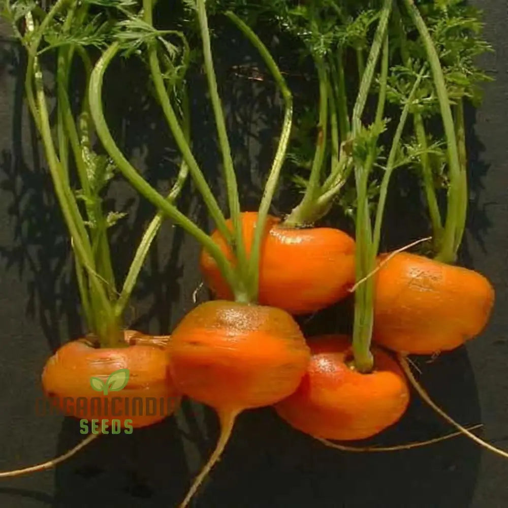 Carrot Paris Market Vegetable Seeds Cultivate Sweet And Flavorful Carrots With Expert Tips On