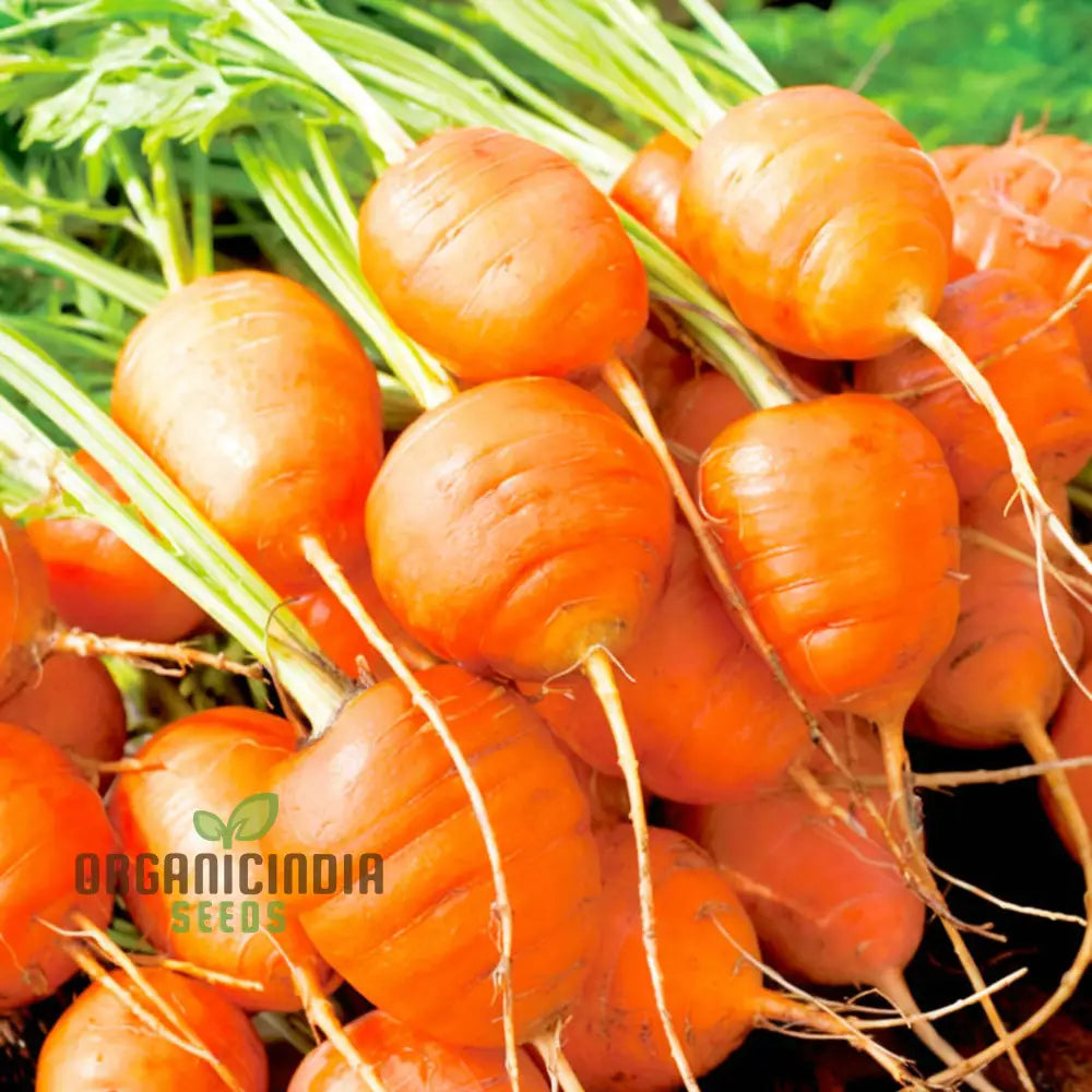 Carrot Paris Market Vegetable Seeds Cultivate Sweet And Flavorful Carrots With Expert Tips On