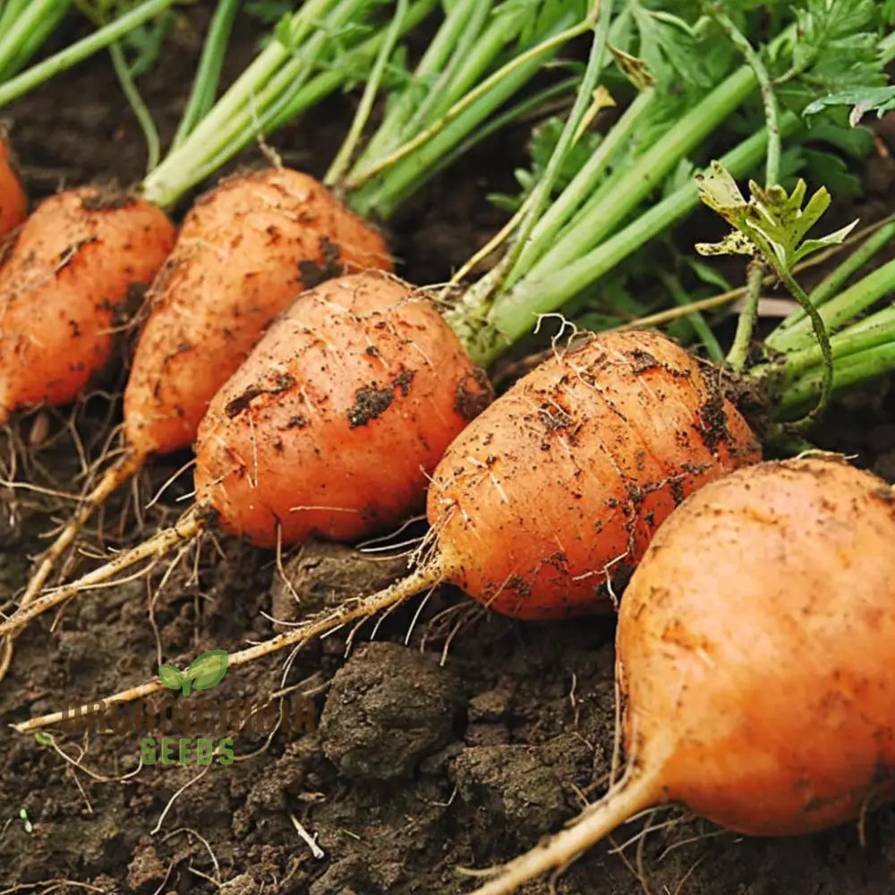 Carrot Paris Market Vegetable Seeds Cultivate Sweet And Flavorful Carrots With Expert Tips On