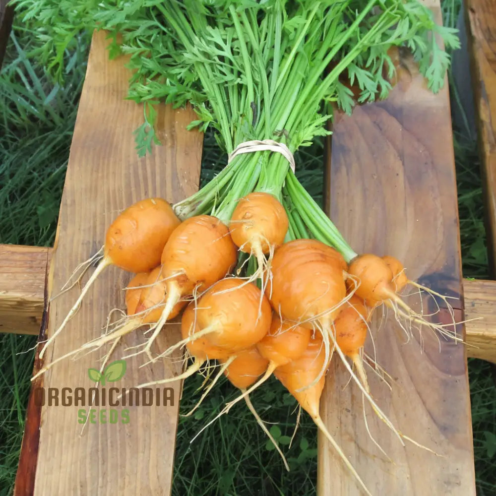 Carrot Paris Market Vegetable Seeds Cultivate Sweet And Flavorful Carrots With Expert Tips On