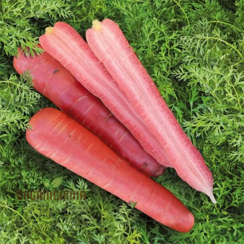 Carrot Ruby Prince F1 Seeds For Planting Your Gardening Needs