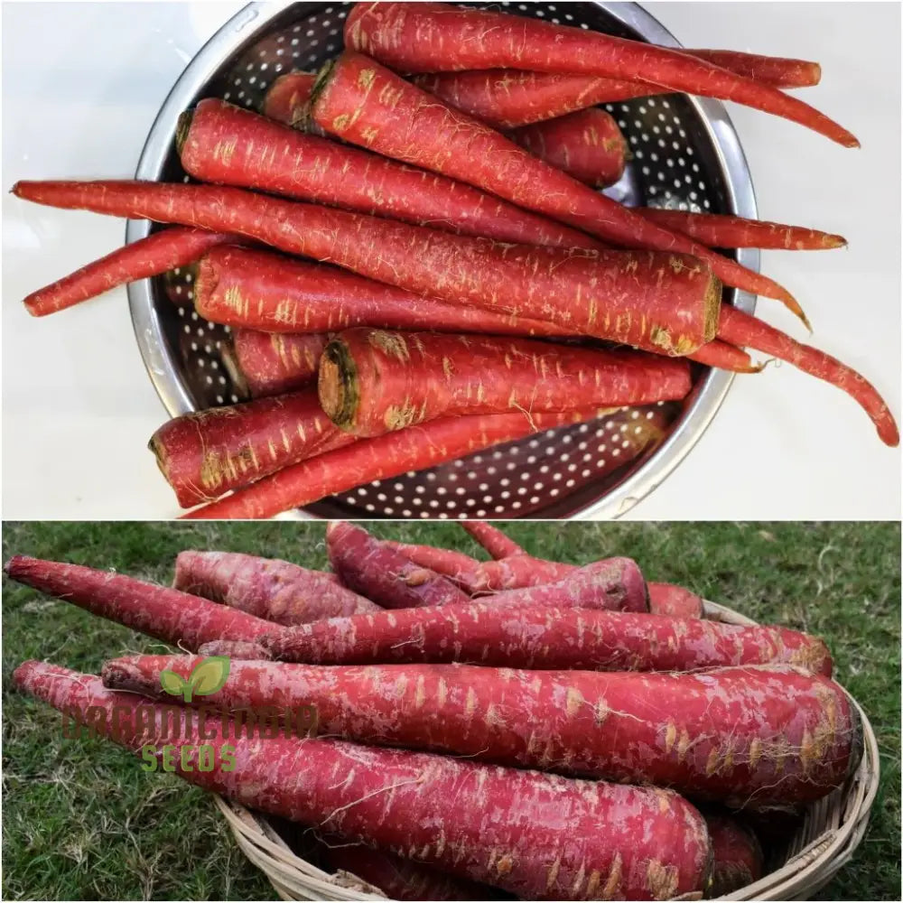 Carrot - Ruby Queen F1 Seeds For Planting And Gardening Organic Seed Pack