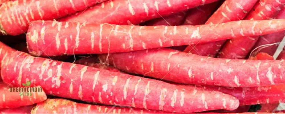 Carrot - Ruby Queen F1 Seeds For Planting And Gardening Organic Seed Pack