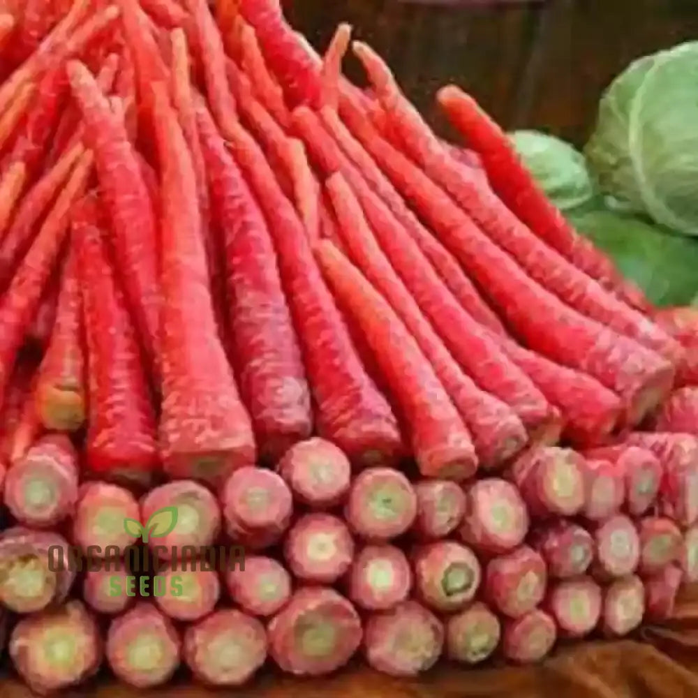 Carrot - Ruby Queen F1 Seeds For Planting And Gardening Organic Seed Pack