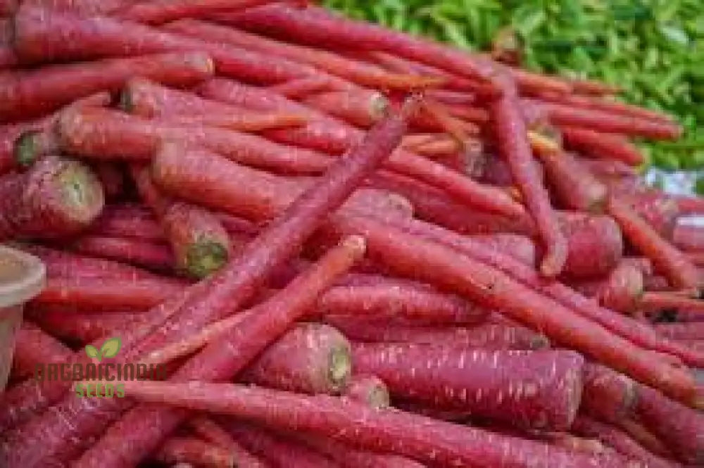 Carrot - Ruby Queen F1 Seeds For Planting And Gardening Organic Seed Pack