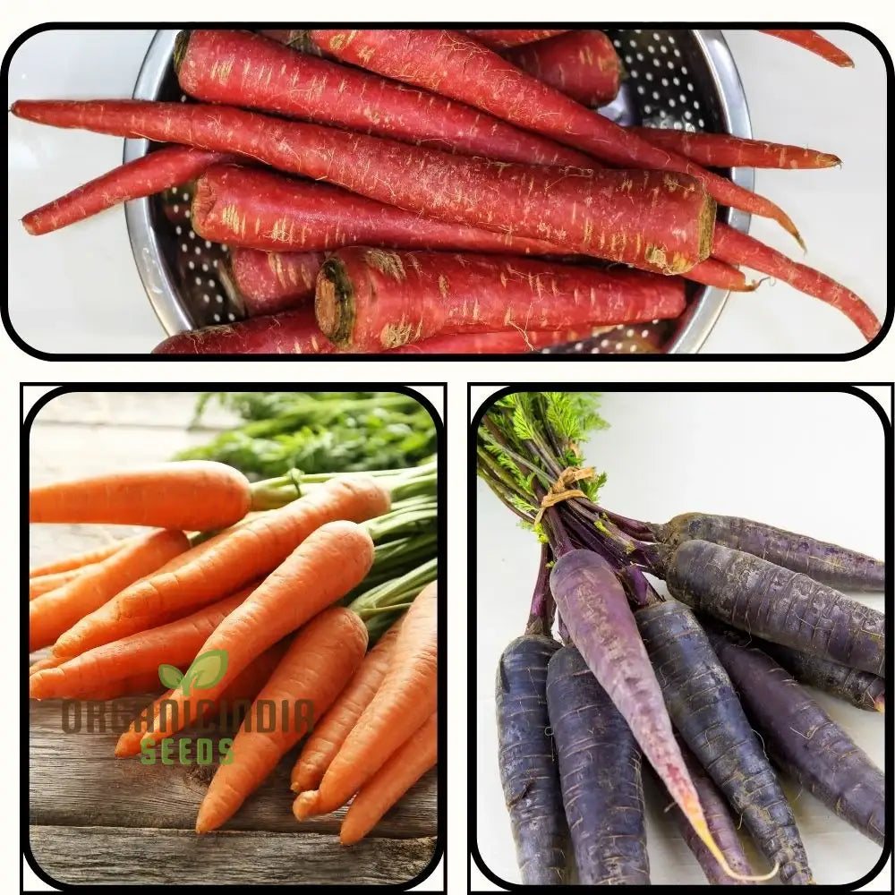 Carrot Seeds Assortment - Pack Of 3 | Organic For Planting & Gardening