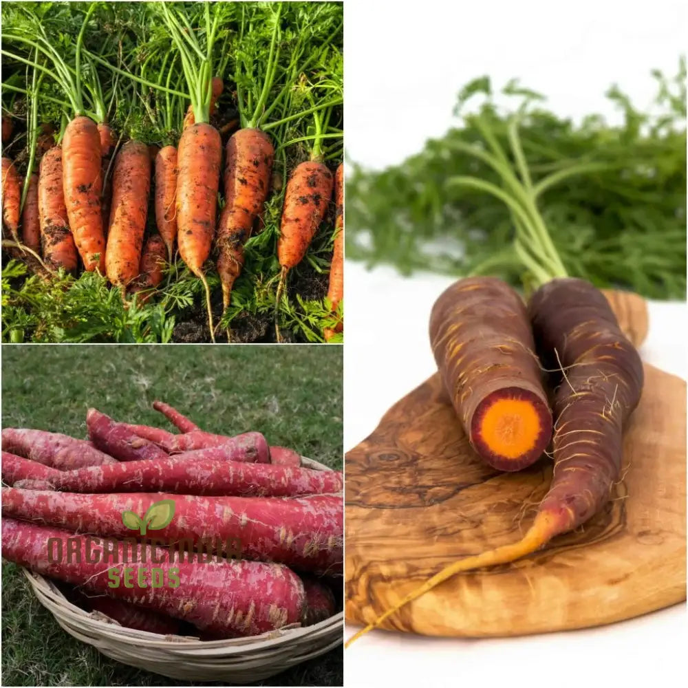 Carrot Seeds Assortment - Pack Of 3 | Organic For Planting & Gardening