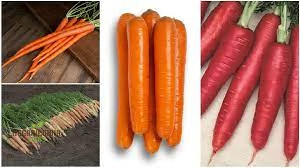 Carrot Seeds Assortment - Pack Of 3 | Organic For Planting & Gardening