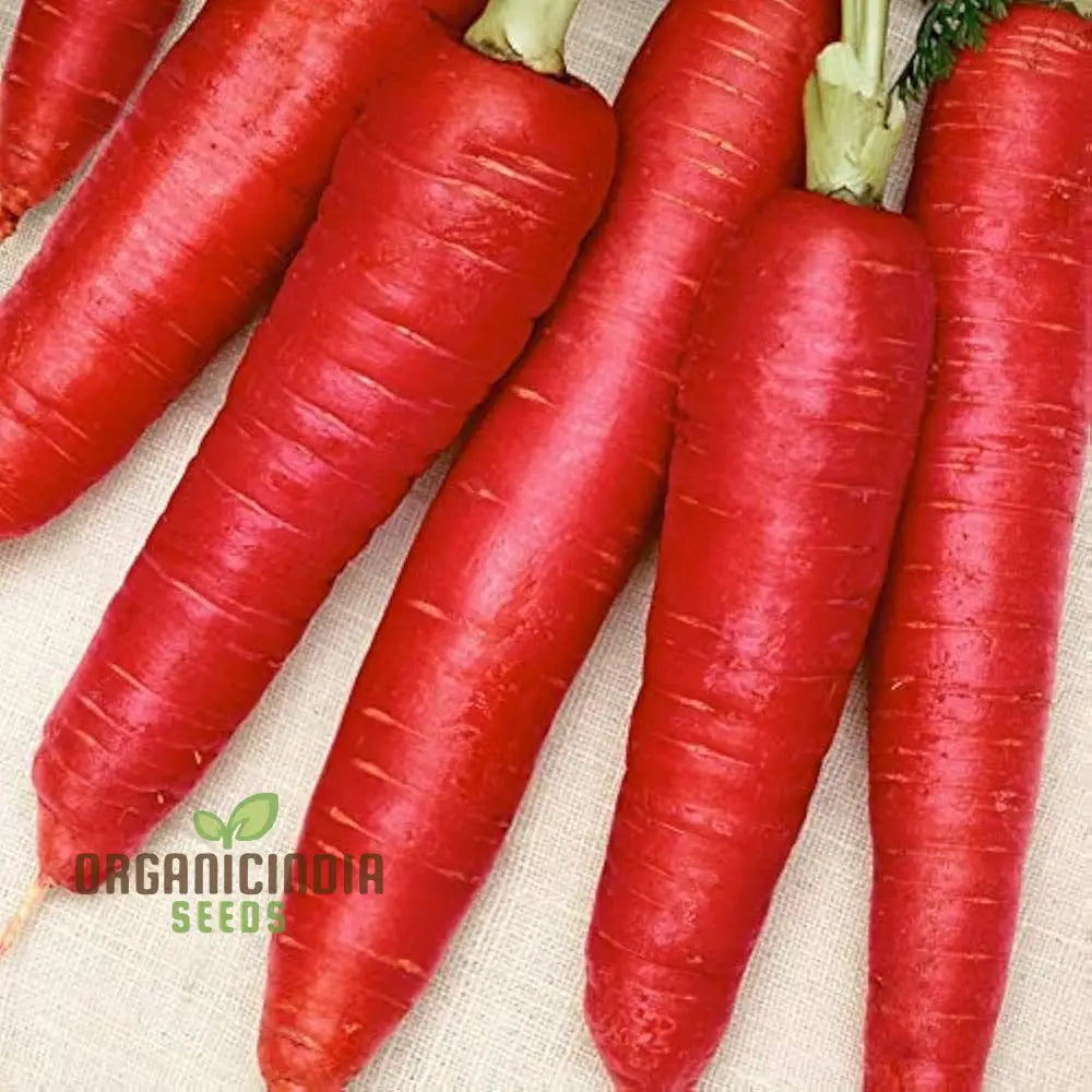 Carrot Seeds - Atomic Red For Planting & Gardening | Premium Quality