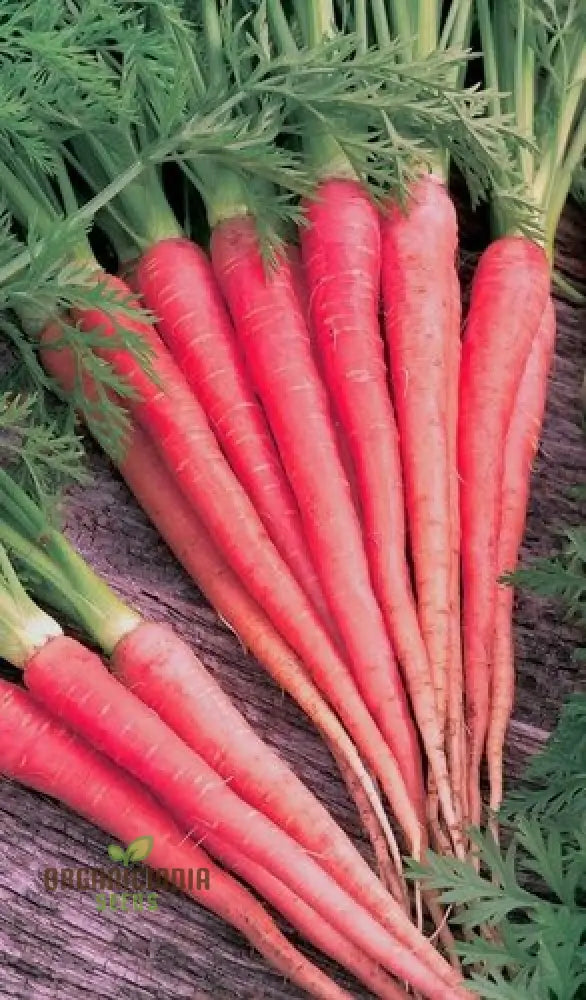 Carrot Seeds - Atomic Red For Planting & Gardening | Premium Quality