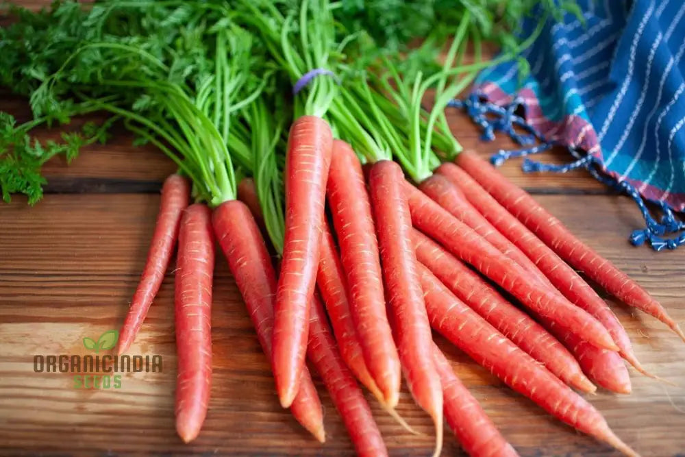 Carrot Seeds - Atomic Red For Planting & Gardening | Premium Quality