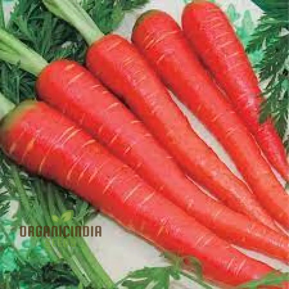 Carrot Seeds - Atomic Red For Planting & Gardening | Premium Quality