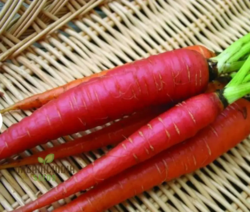 Carrot Seeds - Atomic Red For Planting & Gardening | Premium Quality