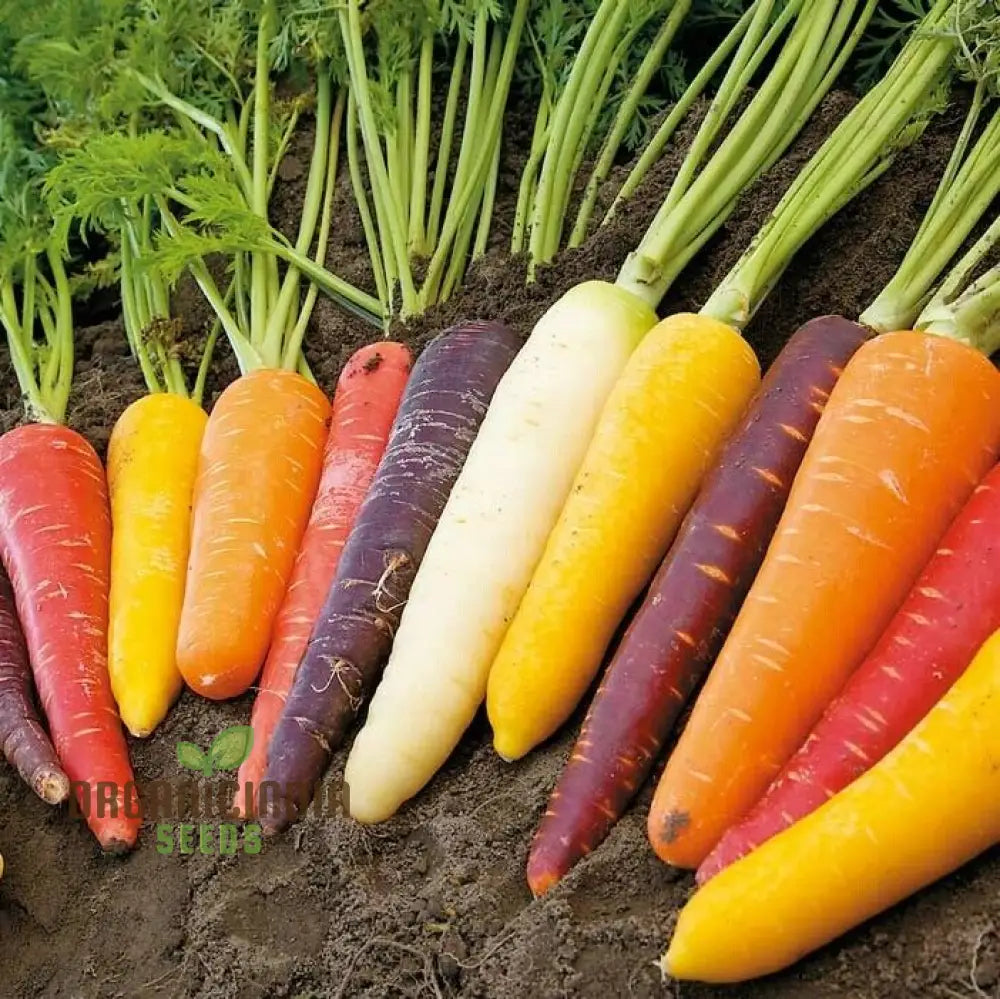 Carrot Seeds Mix For Planting And Gardening | Organic Seed Varieties