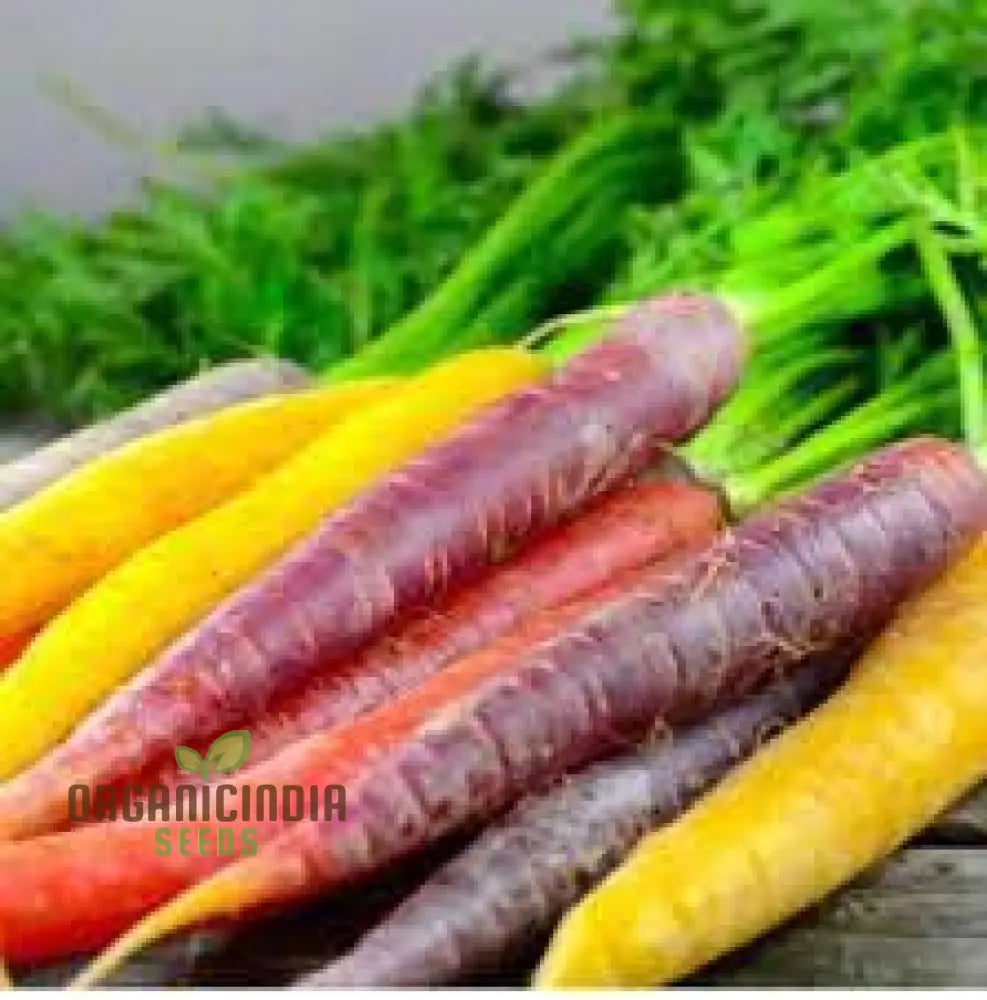 Carrot Seeds Mix For Planting And Gardening | Organic Seed Varieties