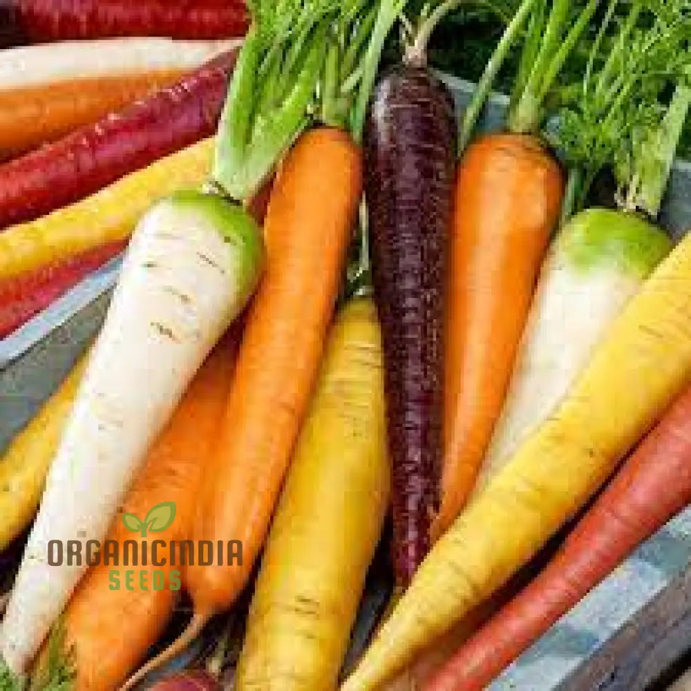 Carrot Seeds Mix For Planting And Gardening | Organic Seed Varieties